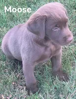 Moose, a male Labrador Retriever for sale in Rochester, NY – 6 of 9