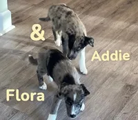 Addie, a female Australian Shepherd and Pomsky for sale in Rochester, NY – 4 of 7