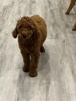 Chia, a female Miniature Goldendoodle for sale in Rochester, NY – 9 of 10