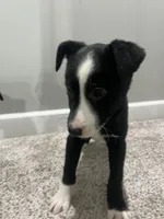 Pearl, a female Border Collie and Labrador Retriever for sale in Rochester, NY – Photo 6 of 9