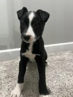 Pearl, a female Border Collie and Labrador Retriever for sale in Rochester, NY – Photo 4 of 9