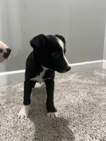 Pearl, a female Border Collie and Labrador Retriever for sale in Rochester, NY – Photo 5 of 9