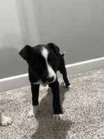 Pearl, a female Border Collie and Labrador Retriever for sale in Rochester, NY – Photo 9 of 9