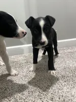 Pearl, a female Border Collie and Labrador Retriever for sale in Rochester, NY – Photo 8 of 9