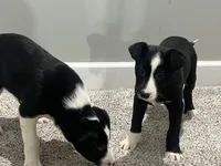 Pearl, a female Border Collie and Labrador Retriever for sale in Rochester, NY – Photo 3 of 9