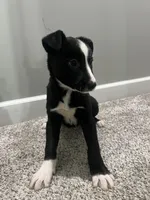 Pearl, a female Border Collie and Labrador Retriever for sale in Rochester, NY – Photo 7 of 9