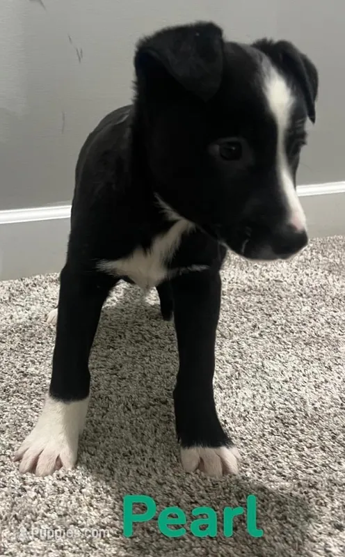 Pearl – Border Collie, Labrador Retriever puppy for sale in Rochester, NY