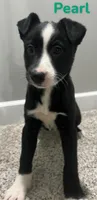 Pearl, a female Border Collie and Labrador Retriever for sale in Rochester, NY – Photo 2 of 9