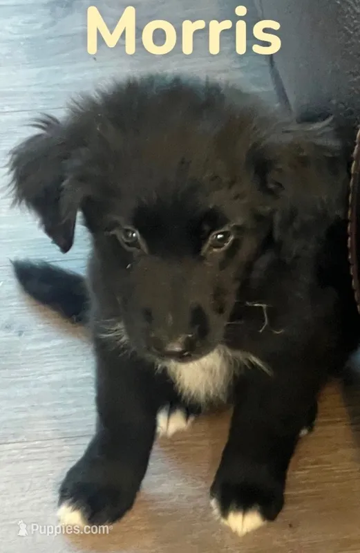Morris – Australian Shepherd, Pomsky puppy for sale in Rochester, NY