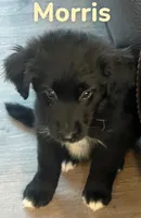 Morris, a male Australian Shepherd and Pomsky for sale in Rochester, NY – 1 of 5