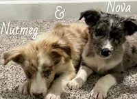 Nova , a female Australian Shepherd for sale in Rochester, NY – 2 of 3