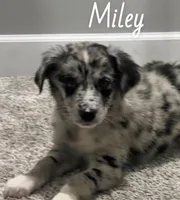 Miley, a female Australian Shepherd for sale in Rochester, NY – 2 of 4