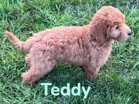 Teddy, a male Miniature Goldendoodle for sale in Rochester, NY – 7 of 10