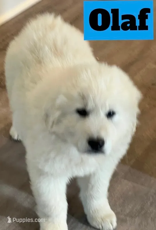 Olaf – Great Pyrenees puppy for sale in Rochester, NY