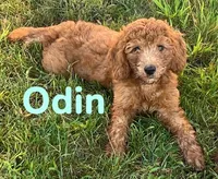 Odin, a male Miniature Goldendoodle for sale in Rochester, NY – 2 of 7