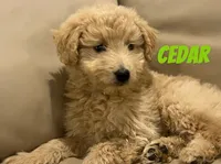 Cedar, a male Miniature Bernedoodle and Miniature Labradoodle for sale in Rochester, NY – 6 of 10
