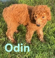 Odin, a male Miniature Goldendoodle for sale in Rochester, NY – 3 of 7