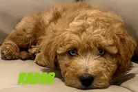 Radar, a male Miniature Labradoodle for sale in Rochester, NY – 2 of 8