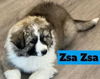 Zsa Zsa, a female Great Pyrenees for sale in Rochester, NY – 3 of 8