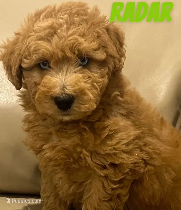 Radar – Miniature Labradoodle puppy for sale in Rochester, NY