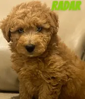 Radar, a male Miniature Labradoodle for sale in Rochester, NY – 1 of 8