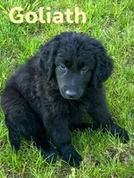 Goliath, a male Golden Retriever and Labrador Retriever for sale in Rochester, NY – 4 of 6
