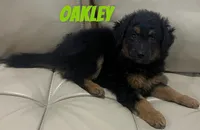 Oakley, a male Miniature Bernedoodle and Miniature Labradoodle for sale in Rochester, NY – 3 of 6