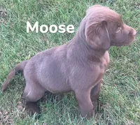 Moose, a male Labrador Retriever for sale in Rochester, NY – 8 of 9