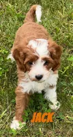 Jack , a male Cavapoo for sale in Rochester, NY – 2 of 10