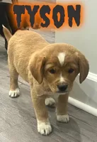 Tyson, a male Cavalier King Charles Spaniel for sale in Rochester, NY – 4 of 6