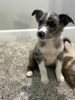 Nova , a female Miniature Australian Shepherd for sale in Rochester, NY – 4 of 8