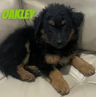 Oakley, a male Miniature Bernedoodle and Miniature Labradoodle for sale in Rochester, NY – 6 of 6