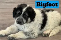 Big Foot, a male Great Pyrenees for sale in Rochester, NY – 3 of 5