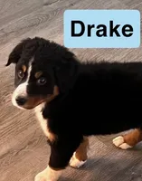 Drake, a male Australian Shepherd for sale in Rochester, NY – 6 of 7