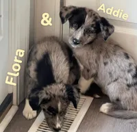 Addie, a female Australian Shepherd and Pomsky for sale in Rochester, NY – 3 of 7