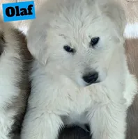 Olaf, a male Great Pyrenees for sale in Rochester, NY – 5 of 8
