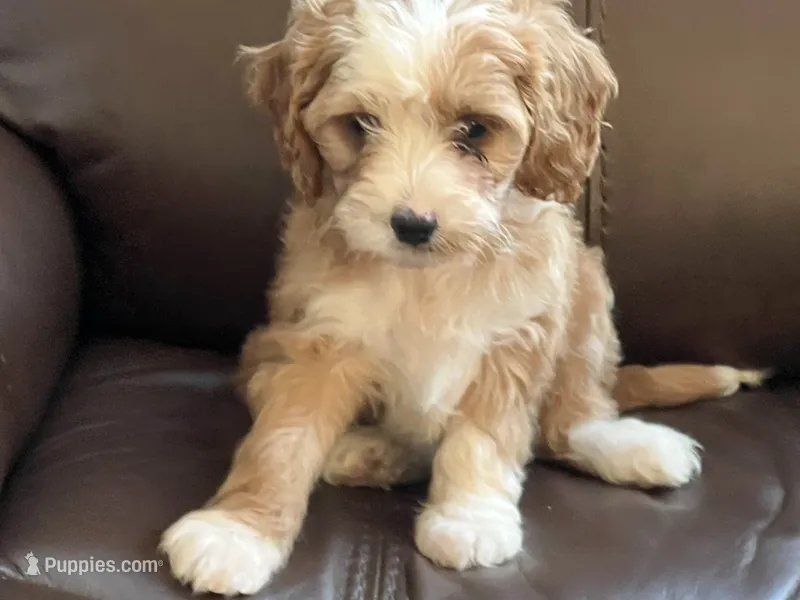 Huck – Cavapoo puppy for sale in Rochester, NY
