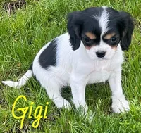 Gigi, a female Cavapoo for sale in Rochester, NY – 3 of 10
