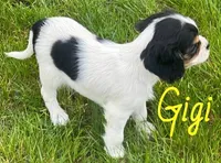 Gigi, a female Cavapoo for sale in Rochester, NY – 5 of 10
