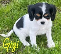 Gigi, a female Cavapoo for sale in Rochester, NY – 2 of 10