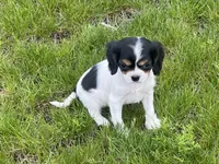 Gigi, a female Cavapoo for sale in Rochester, NY – 9 of 10