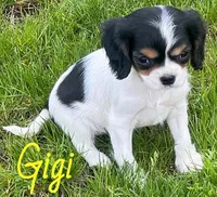 Gigi, a female Cavapoo for sale in Rochester, NY – 1 of 10