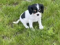 Gigi, a female Cavapoo for sale in Rochester, NY – 10 of 10