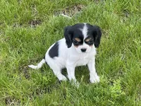 Gigi, a female Cavapoo for sale in Rochester, NY – 8 of 10