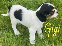 Gigi, a female Cavapoo for sale in Rochester, NY – 4 of 10