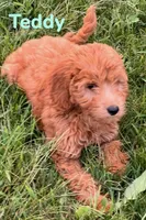 Teddy, a male Miniature Goldendoodle for sale in Rochester, NY – 6 of 10