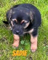 Sadie, a female German Shepherd Dog and Labrador Retriever for sale in Rochester, NY – 5 of 7