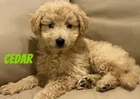 Cedar, a male Miniature Bernedoodle and Miniature Labradoodle for sale in Rochester, NY – 9 of 10