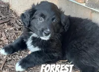 Forrest, a male Australian Shepherd and Golden Retriever for sale in Rochester, NY – Photo 4 of 6