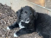 Forrest, a male Australian Shepherd and Golden Retriever for sale in Rochester, NY – Photo 5 of 6